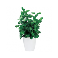 ピーコック（G-PK）